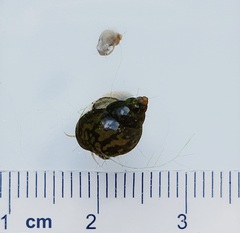 Bithynia tentaculata