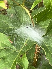 Frontinella pyramitela