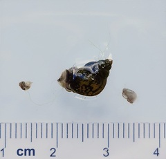 Bithynia tentaculata