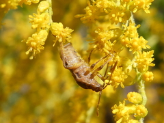 Stictopleurus abutilon