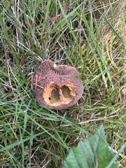 Neoboletus erythropus