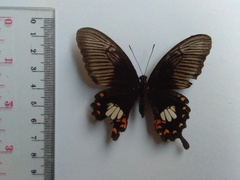Papilio polytes