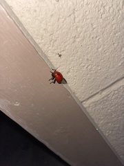 Leptinotarsa rubiginosa