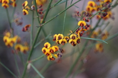 Daviesia leptophylla