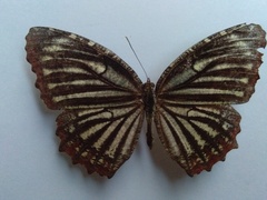 Elymnias nesaea