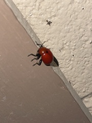 Leptinotarsa rubiginosa