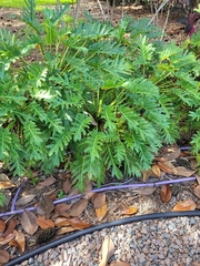 Thaumatophyllum xanadu