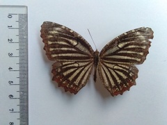 Elymnias nesaea