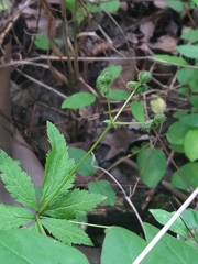 Sanicula canadensis