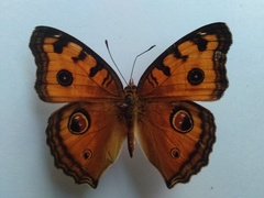 Junonia almana