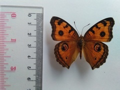 Junonia almana