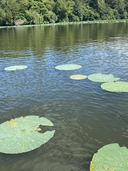 Nelumbo