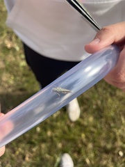 Omocestus