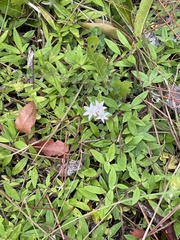 Richardia grandiflora