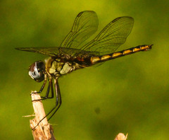 Urothemis edwardsii