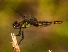 Urothemis edwardsii