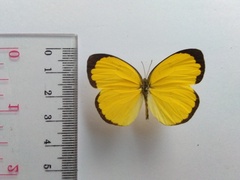 Eurema