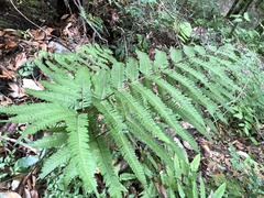 Pteris setulosocostulata