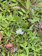 Richardia grandiflora
