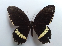 Papilio polytes