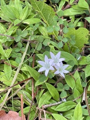 Richardia grandiflora