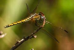 Trithemis arteriosa