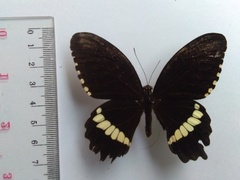 Papilio polytes