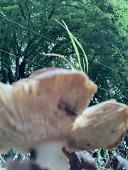Lactarius helvus