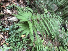 Pteris setulosocostulata