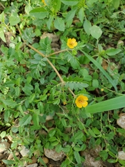 Kallstroemia parviflora