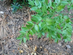 Ruscus aculeatus