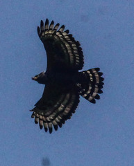 Stephanoaetus coronatus