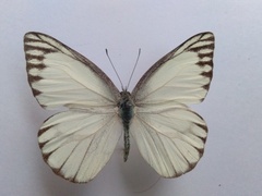 Appias libythea