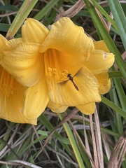 Ocyptamus fuscipennis