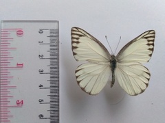 Appias libythea