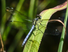 Hemistigma albipunctum