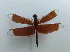 Neurothemis terminata