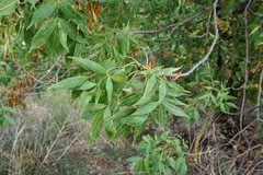 Fraxinus angustifolia