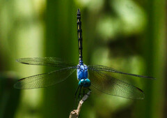 Trithemis stictica