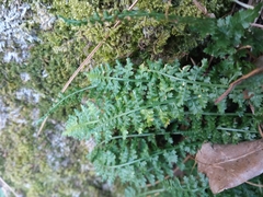Asplenium fontanum