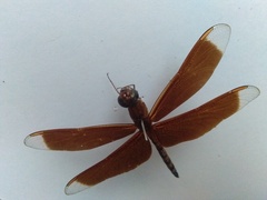 Neurothemis terminata