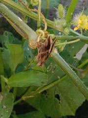 Autographa precationis