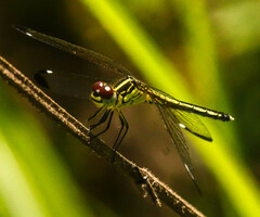 Hemistigma albipunctum