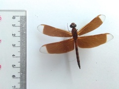 Neurothemis terminata