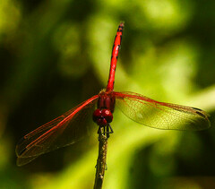 Trithemis arteriosa