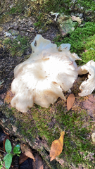 Ductifera pululahuana