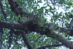 Guarianthe aurantiaca