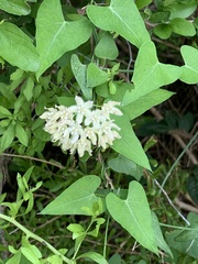 Asclepiadeae
