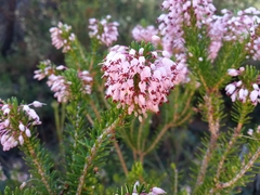 Erica multiflora