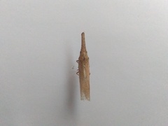 Fulgoridae